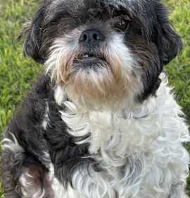 Photo of Neela