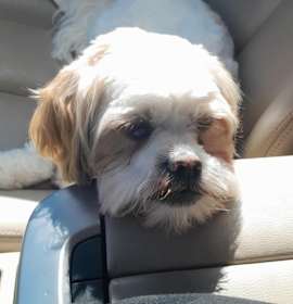 Photo of Mocha - RICHMOND, IN