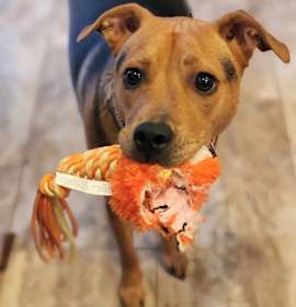 Photo of Tulip