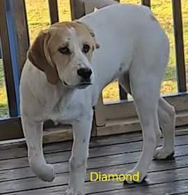 Photo of Diamond