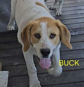 Photo of Buck