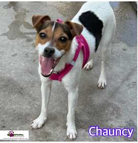 Photo of Chauncy