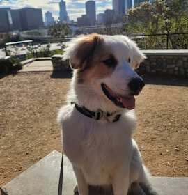 Photo of Harvey