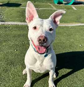 Photo of Hank #2 (videos on request)