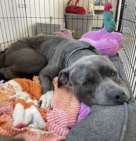 Photo of Boomer