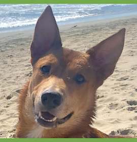 Photo of Chief