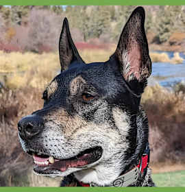 Photo of Thor