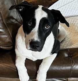 Photo of Oreo
