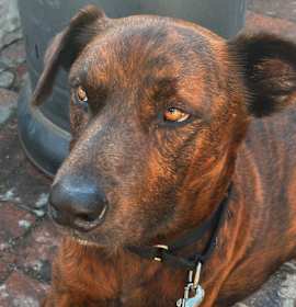 Photo of Cowboy