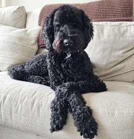 Photo of BLAZE