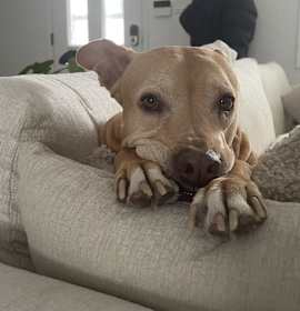 Photo of Penny