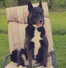 Photo of Dixie