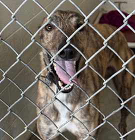 Photo of Reacher