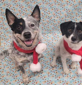 Teddy & Lisa BONDED PAIR ***COURTESY POST*** photo 2