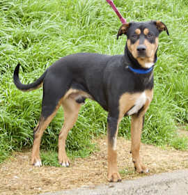 Photo of Colorado aka Zeus