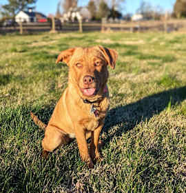 Photo of Rose