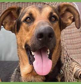 Photo of Tucker