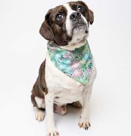 Photo of Toshy