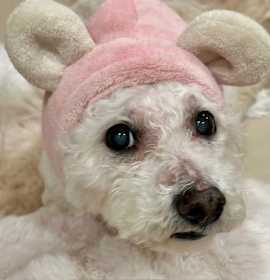 Photo of PRINCESS