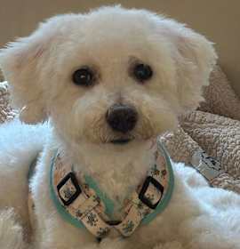 Photo of SNOWBALL
