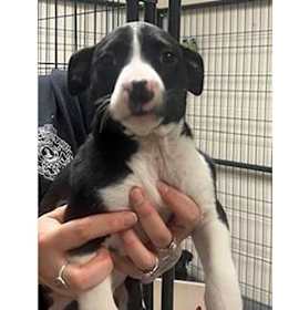 Photo of Stacy's Pup Lilly