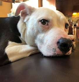 Photo of Penny