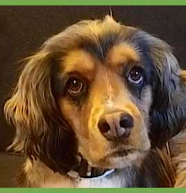 Photo of Brownie