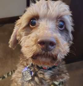Photo of Ricky - Fairfield