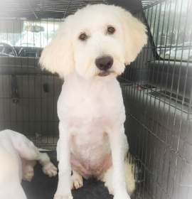 Photo of Bluebell