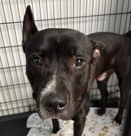 Freddie Gibbs photo 2