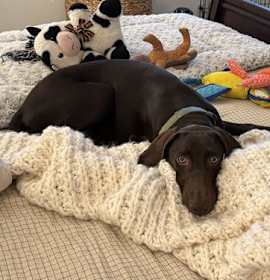 Photo of Baloo