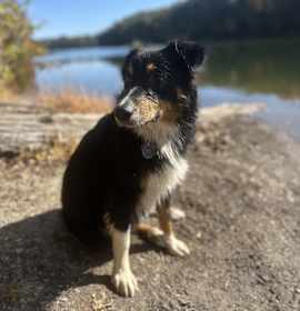 Photo of Beau