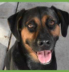 Photo of Baxter