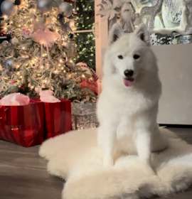 Photo of Lucky