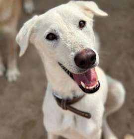 Photo of Zazu