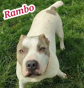 Photo of Rambo