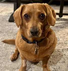 Photo of Rusty  -  So Ca