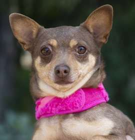 Photo of Coco