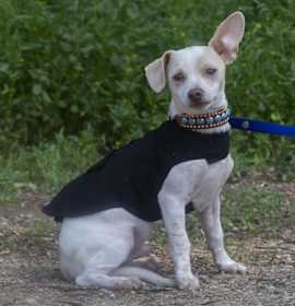 Photo of Pimper