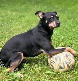 Photo of Rocky
