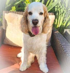 Photo of Milo