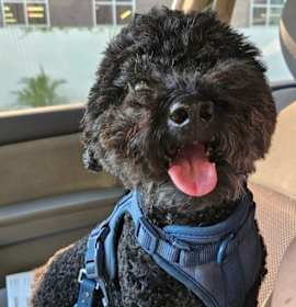 Photo of Frodo Waggins