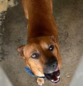 Photo of Meatball (Cell Dog)