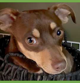 Photo of Apollo