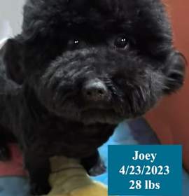 Photo of Joey