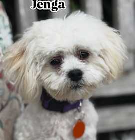 Photo of Jenga