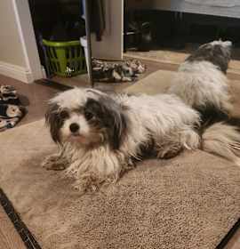 Photo of Sparky