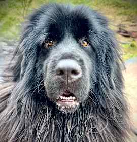 Photo of Roxy