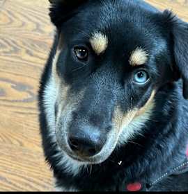 Photo of Rosie (Rosie, Daisy and Sprout)
