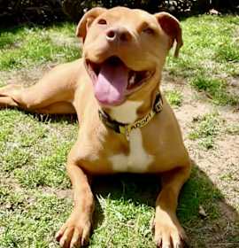 Photo of Honey-As Sweet As Can Be